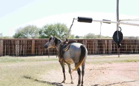 Cheval gris sellé, prêt à être attaché à un marcheur pour chevaux. L'équipement est visible, suggérant comment fabriquer un marcheur pour chevaux.