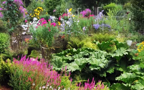 Un jardin luxuriant avec des fleurs à planter en ce moment : asters roses, digitales pourpres, fougères et grandes feuilles vertes.