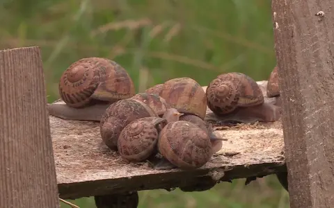 Un groupe d'escargots se repose sur une planche de bois. Ils semblent ignorer les méthodes de répulsif escargot naturel, se rassemblant joyeusement.