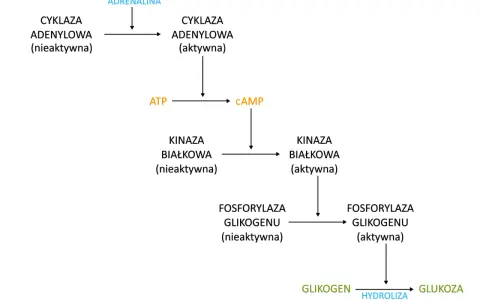 Schemat szlaku aktywacji glikogenolizy przez adrenalinę, prowadzącego do uwolnienia glukozy. Proces ten nie jest bezpośrednio związany z glukoneogenezą.