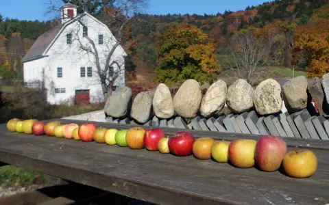 A row of sweet apple types, from yellow to red, displayed on a wooden table in front of a white barn and autumn foliage.