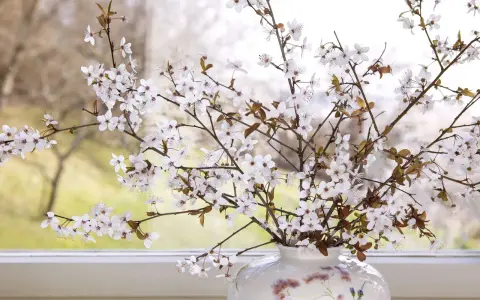 Zarte Barbarazweige mit weißen Blüten in einer Vase vor einem Fenster. Sie sind ein Symbol für Hoffnung und Neuanfang im Frühling.