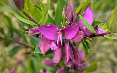 Fleurs de polygala myrtifolia, un arbuste facile d'entretien. Leurs teintes violettes apportent une touche de couleur.