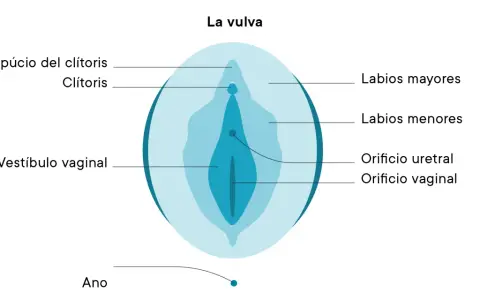 Diagrama de la vulva, mostrando el prepucio del clítoris, clítoris, labios mayores, labios menores, vestíbulo vaginal, orificio uretral y orificio vaginal.