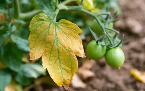 Feuille d'un jeune plant de tomate qui jaunit, contrastant avec les petites tomates vertes sur la tige.