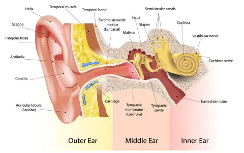 Schéma de l'oreille montrant comment fonctionne une oreille : pavillon, conduit auditif, tympan, osselets, cochlée et nerfs.
