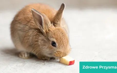 Mały, brązowy króliczek miniaturka zajada kawałek jabłka. To pokazuje, co jedzą króliki miniaturki, gdy dostają zdrowe przysmaki.
