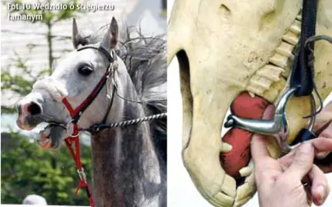 Koń z wędzidem łamanym. Po prawej stronie model szczęki konia z pokazanym działaniem wędzidła.