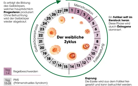Der weibliche Zyklus: Menstruation, Follikelreifung, Eisprung, Gelbkörperphase. Rauchen kann die Periode beeinflussen.