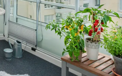Odla på balkong: chiliplantor med röda och gula frukter, örter och en vattenkanna på en inglasad balkong.