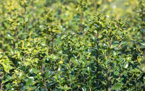 Dichte grüne Ilex-Pflanzen, bereit für den Rückschnitt. Die Blätter glänzen im Sonnenlicht.