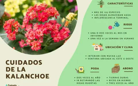 Kalanchoe florece con racimos de flores rojas vibrantes. Aprende los cuidados esenciales para mantenerla sana: riego, poda y ubicación ideal.