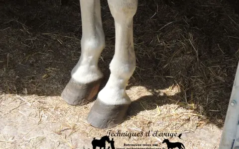 Pieds d'un cheval sur la paille, montrant les sabots. Une attention particulière est portée aux membres, potentiellement affectés par la maladie naviculaire.