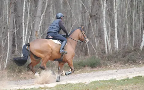Un galopeur cheval brun, monté par un cavalier en tenue d'équitation, s'élance sur un chemin sablonneux, soulevant la poussière dans une forêt aux arbres fins.