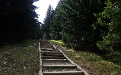 Długie, drewniane schody w lesie, jak gęsia szyja, wiodą w górę.