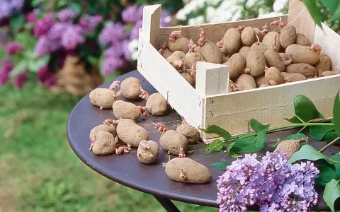 Un tableau variété de pommes de terre germées sur une table, avec des lilas en arrière-plan.