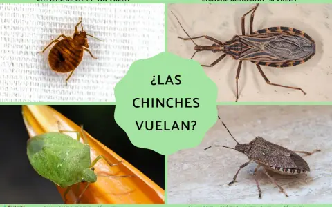 ¿Las chinches vuelan? Se muestran cuatro tipos: chinche de cama (no vuela), chinche besucona (sí vuela), chinche verde (sí vuela) y chinche asiática (sí vuela).