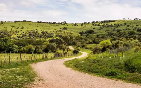 Camino de tierra serpentea por colinas verdes, ideal para rutas senderismo Cádiz.