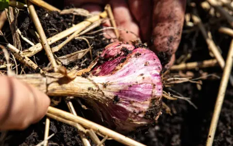 Main d'un jardinier déterrant une belle tête d'ail violette, prête pour la récolte.