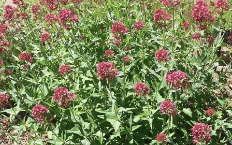 Un parterre de valériane des jardins toxique, aux fleurs denses d'un rouge profond, se déploie sous un soleil éclatant.