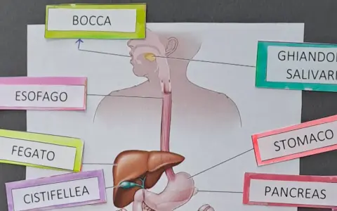 Lapbook apparato digerente: bocca, ghiandole salivari, esofago, fegato, cistifellea, stomaco e pancreas illustrati.
