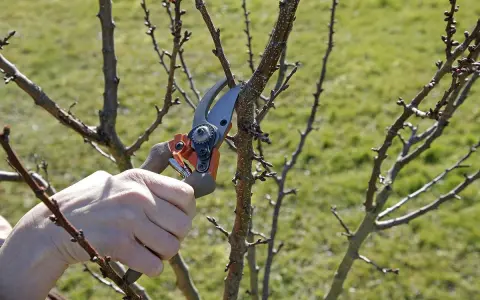 Main d'un jardinier utilisant un sécateur pour la taille d'un jeune abricotier, préparant l'arbre pour la saison de croissance.