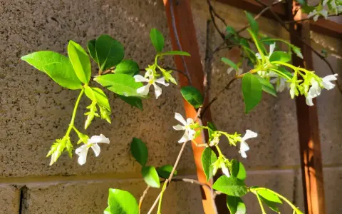 Des petites fleurs blanches éclosent sur une branche de jasmin d'hiver, grimpant le long d'un support en bois.