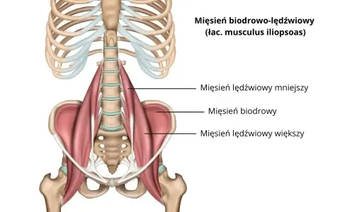 Anatomia mięśnia biodrowo-lędźwiowego: pokazano przyczepy mięśnia lędźwiowego mniejszego, biodrowego i lędźwiowego większego do kręgosłupa i miednicy.