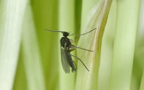 Mały czarny owad, ziemiórka, na zielonej łodydze. W jakiej temperaturze giną ziemiórki? Powyżej 30°C larwy zaczynają obumierać.