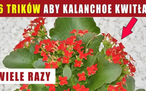 Kalanchoe: Jak przycinać dla zdrowia i kwiatów? Poradnik krok po kroku