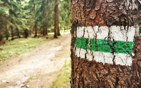 Zielony szlak na drzewie zapowiada trudność szlaków górskich. Leśna ścieżka wzywa do wędrówki.