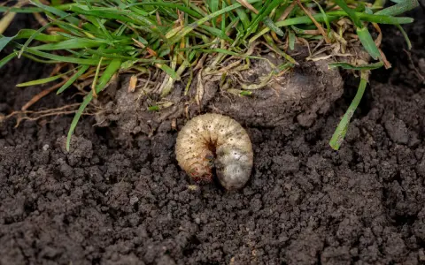 Pędrak, larwa chrząszcza, w ziemi pod trawą. Nicienie na pędraki mogą pomóc w walce z tym szkodnikiem.