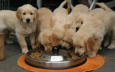Ile karmy dla szczeniaka Golden Retrievera? Uniknij błędów!