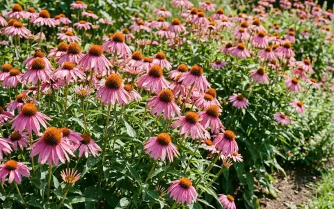 Un champ d'échinacées en pleine floraison, leurs pétales roses vibrants contrastant avec leurs cœurs orange. Un petit insecte butine sur une fleur.