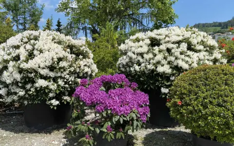 Prächtige Rhododendron-Pflanzen in Weiß und Lila blühen üppig in großen Töpfen.