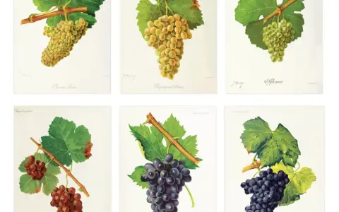 Six illustrations de grappes de raisins : Chenin blanc, Piquepoul blanc, Sylvaner, et deux variétés de raisins noirs. Le blanc de blanc signification est ici illustré par la diversité des cépages.