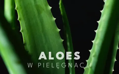 Zielone liście aloesu, idealne do pielęgnacji twarzy.