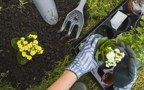 Manos enguantadas plantando flores blancas en un jardín en primavera. Tierra, pala y rastrillo cerca.