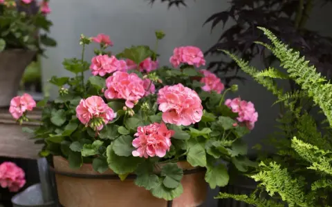 En kruka med rosa pelargoner som blommar frodigt. En perfekt plantering att toppa pelargon med.