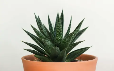 Zielony aloes w terakotowej doniczce. Czy aloes to kaktus? Nie, to sukulent, choć często mylony z kaktusem.