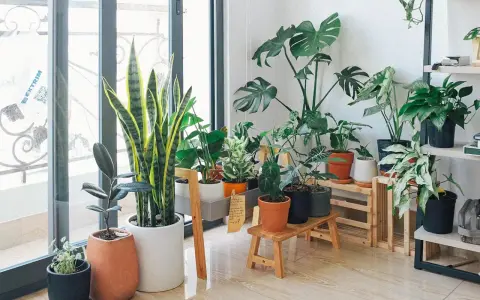 Un rincón acogedor con varias plantas de interior poca luz, como sansevieria y monstera, adornan el espacio junto a una ventana.