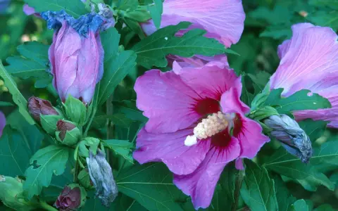 Hibiscus roses en pleine floraison, certaines fanées, prêtes pour quand tailler hibiscus.