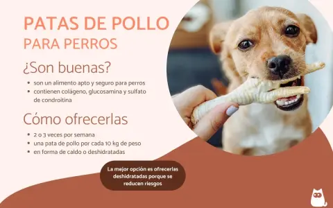 Un perro feliz muerde una pata de pollo, un snack saludable y seguro para perros.