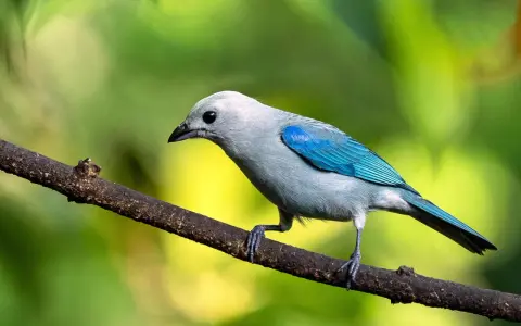 Pájaro azul y gris posado en una rama, listo para su canto de aves.