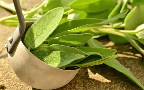 Foglie di salvia fresca in un mestolo, pronte per essere conservate. Un modo semplice per preservare il loro aroma.