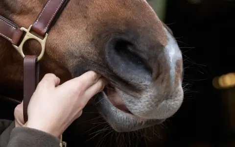 Eine Hand prüft das Maul eines Pferdes, um das gebiss richtig verschnallen zu können.