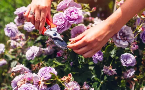Hands using pruning shears to deadhead roses, removing spent blooms to encourage new growth.