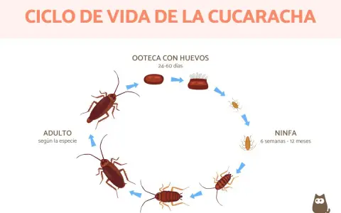 Ciclo de vida de la cucaracha: ooteca con huevos (24-60 días), ninfa (6 semanas-12 meses) y adulto. Así se responde a cuanto tarda en nacer una cucaracha.