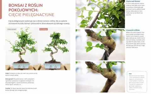 Jak zrobić drzewko bonsai? Przycinanie pędów, usuwanie wilków i formowanie korony to kluczowe etapy pielęgnacji.