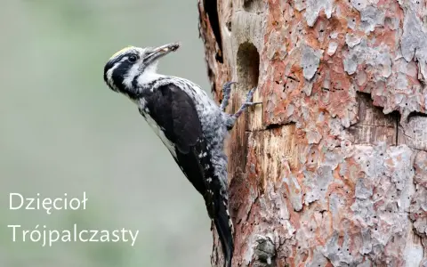 Dzięcioł trójpalczasty, jeden z fascynujących rodzajów dzięciołów, z owadem w dziobie przyczepiony do pnia drzewa.
